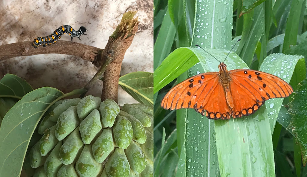 Collage of a brightly coloured caterpillar and butterfly on greenery in St Lucia