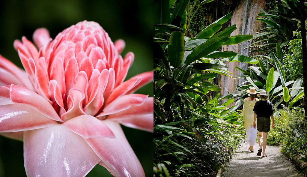 A collage of people exploring the Diamond Falls Botanical Gardens and a pink flower native to St Lucia
