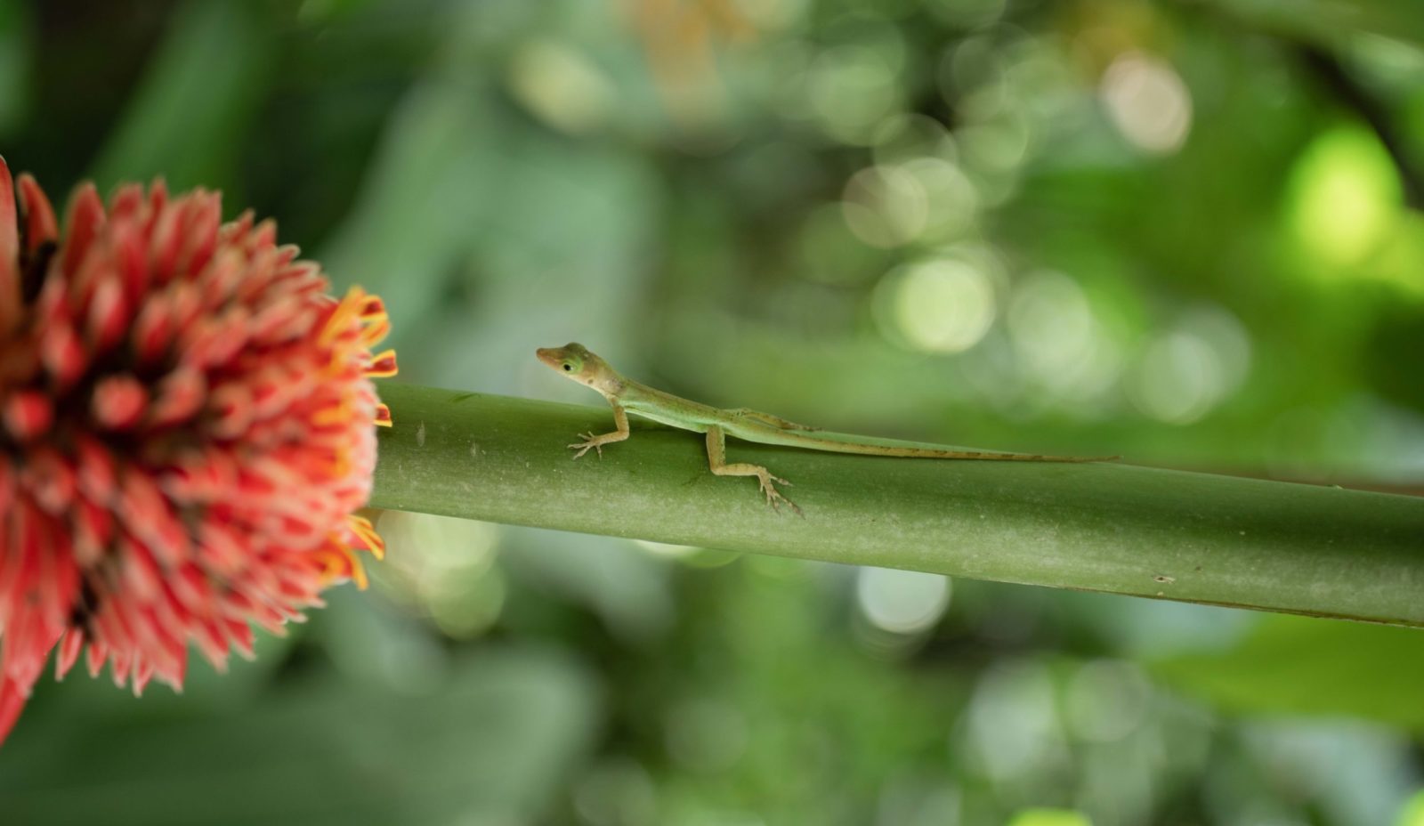 A small slim green lizard stands on the thick stem of a red flower in the garden at Cosmos St Lucia