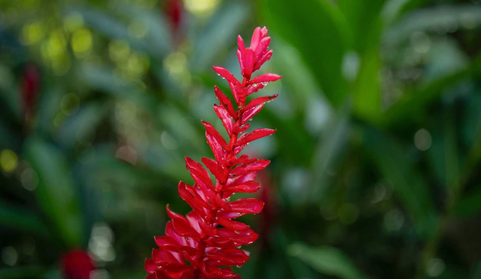 A tall tropical red flower stands in the front against a green background of leaves in the garden at Cosmos St Lucia
