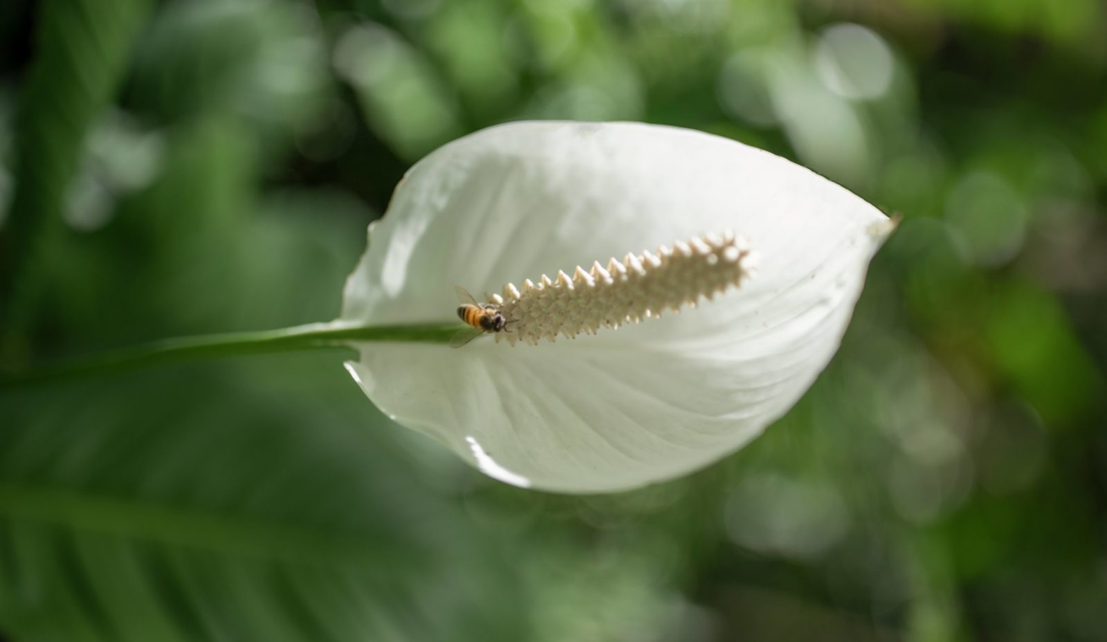 A bee sits on a white peace lily in the garden at Cosmos St Lucia