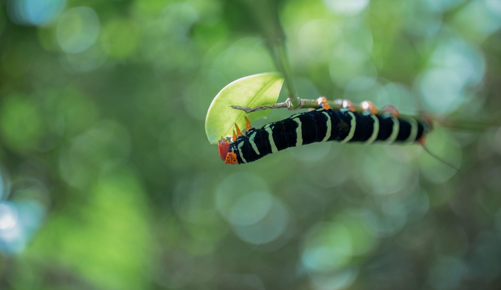 A black and yellow striped caterpillar munching a leave in the garden at Cosmos St Lucia, aganist a blurred background of green leaves