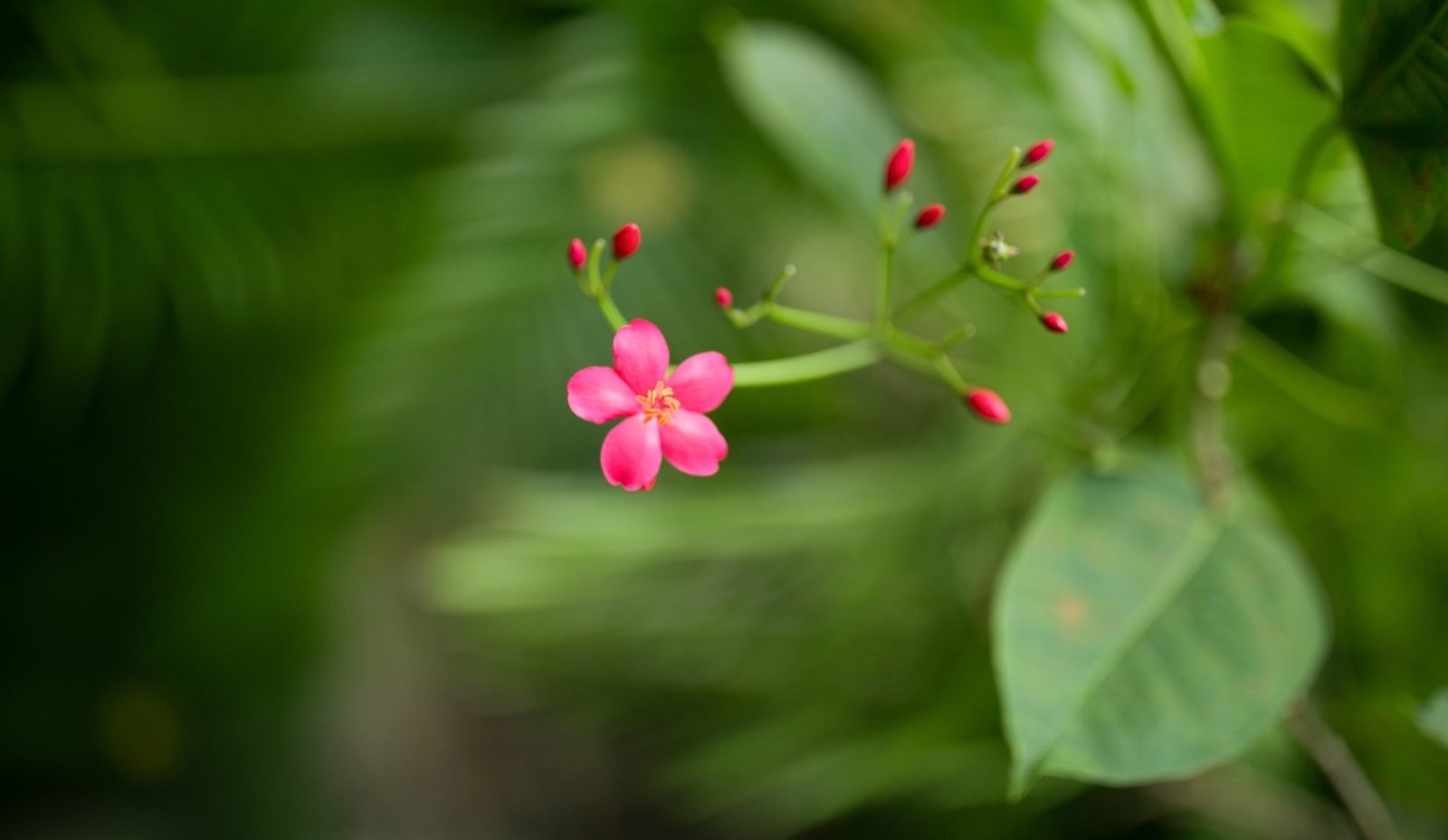 Small bright pink flowers in the garden at Cosmos St Lucia
