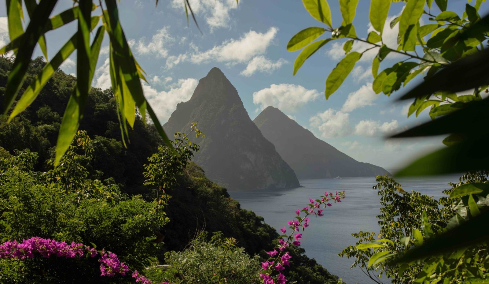 The Pitons appear close enough to touch, viewed through flowers and foliage in the garden at Cosmos St Lucia
