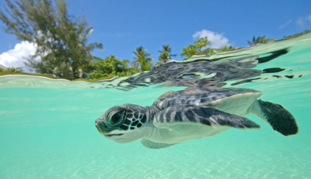 An underwater photograph of a baby turtle swimming just below the surafce of the water in the sea in St Lucia