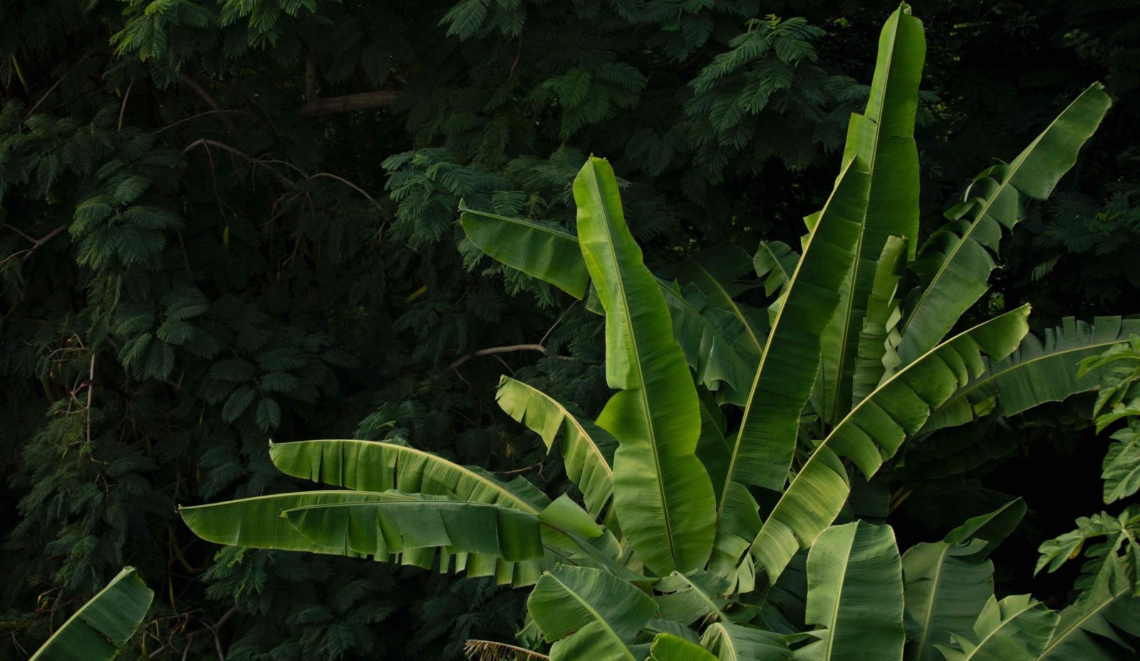 Long green leaves on a banana tree in the garden at Cosmos St Lucia, seen against a background of darker green foliage