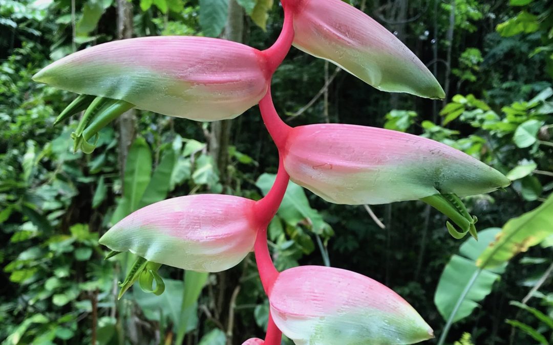 Your Ultimate Caribbean Vacation: A Week-Long Itinerary at Cosmos St Lucia