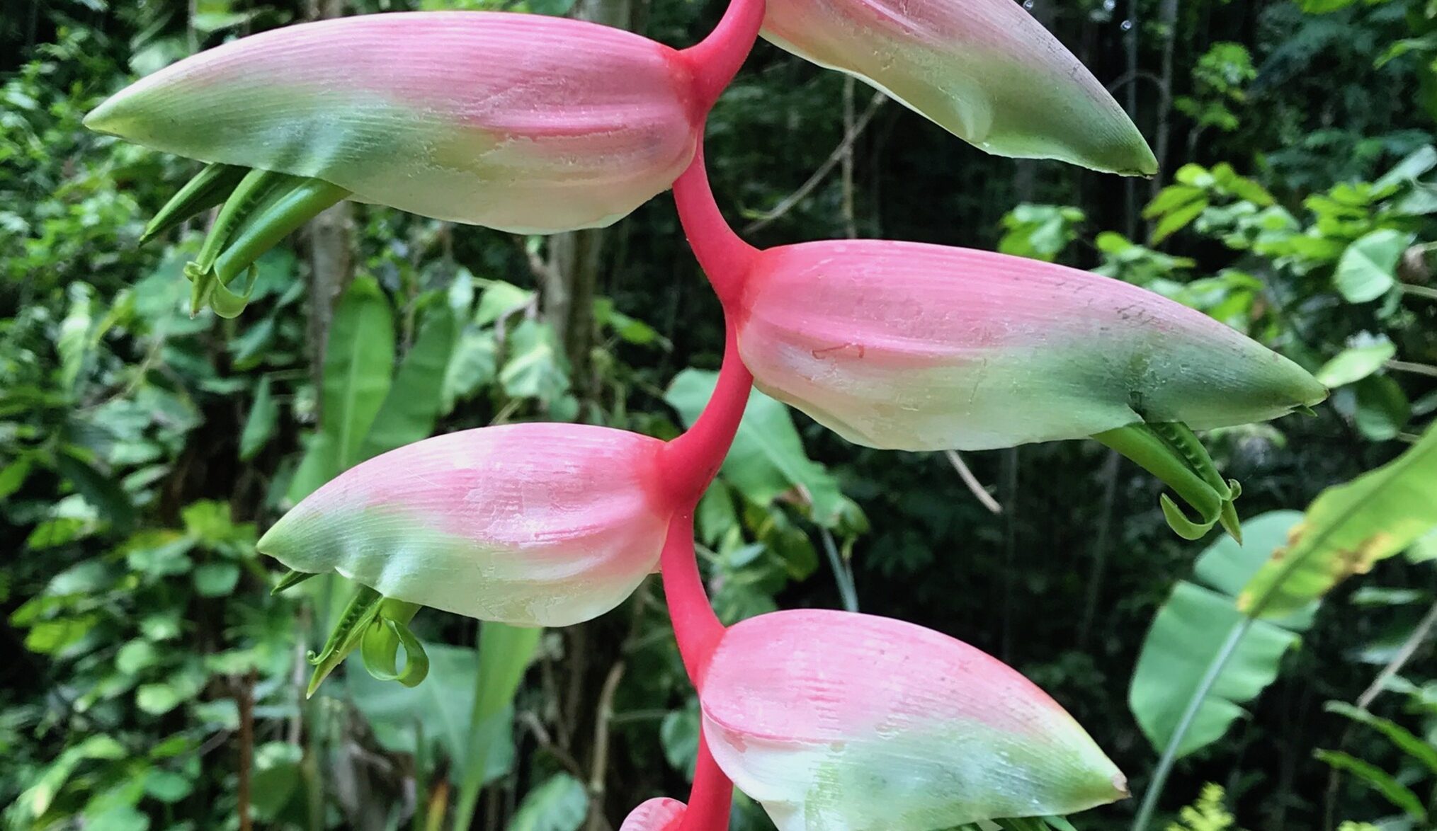 Pink and green flowers grow from a red stem with lush green rainforest in the background
